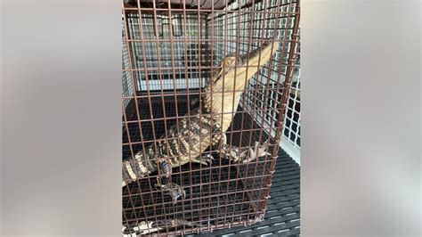 2 alligators seized from squatters in San Bernardino